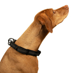Adjustable Nylon Dog Collar, USA Seller 5 Colors Durable Small Medium Large Dogs